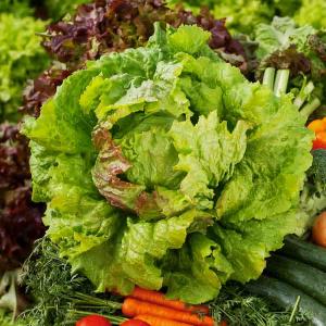 Laitue Batavia Blonde à Bord Rouge 5 - Légumes d'Autrefois